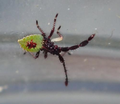 Réf. 185 245 : Enoplops scapha